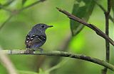 Plain-throated Antwrenborder=